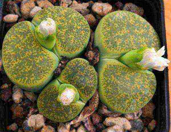 how to grow lithops at home