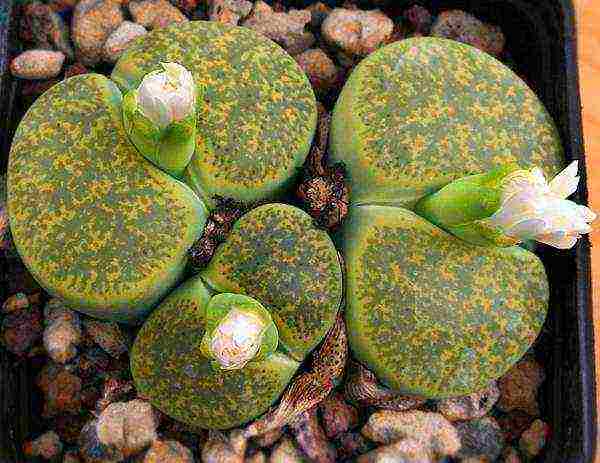 كيف ينمو lithops في المنزل