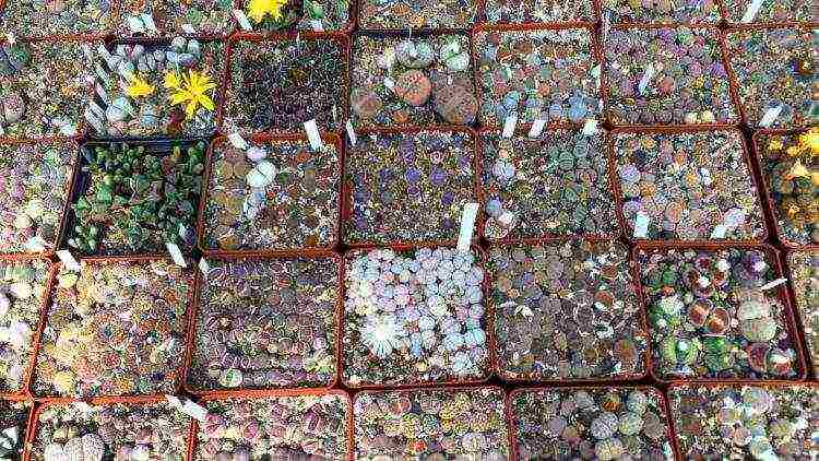 วิธีการปลูก lithops ที่บ้าน