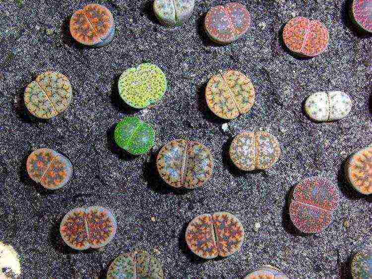 كيف ينمو lithops في المنزل