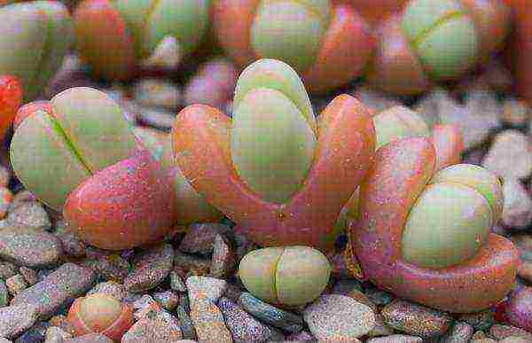 كيف ينمو lithops في المنزل