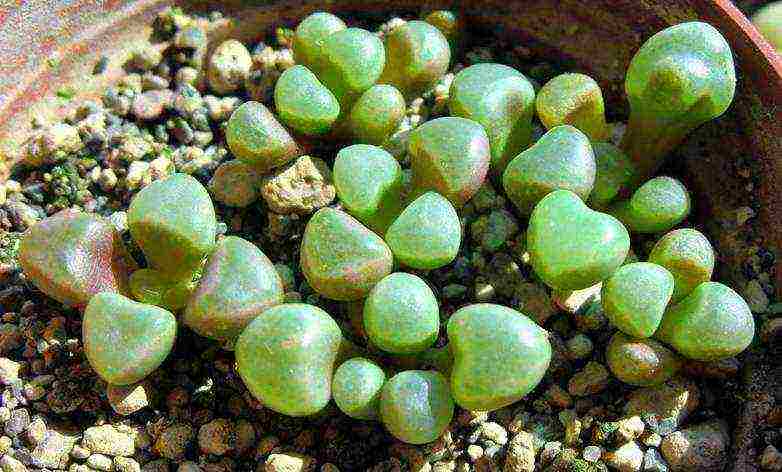 วิธีการปลูก lithops ที่บ้าน