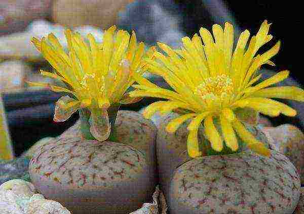 كيف ينمو lithops في المنزل