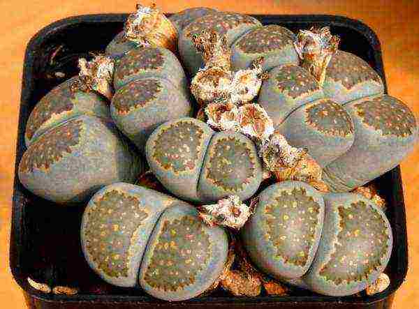 كيف ينمو lithops في المنزل