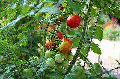 ang pinakamahusay na mga seedless tomato varieties