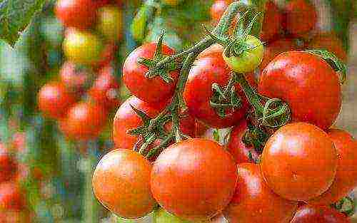 ang pinakamahusay na mga seedless tomato varieties