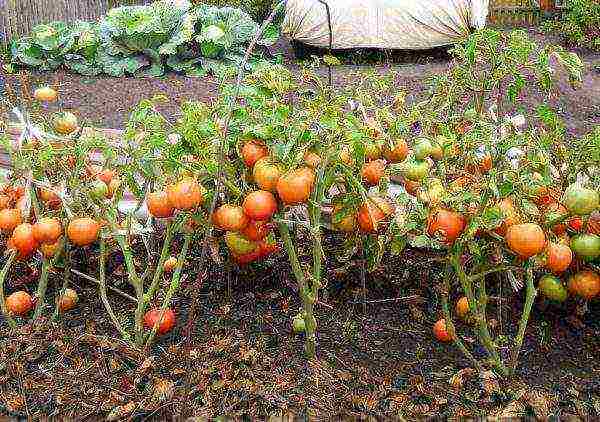 ang pinakamahusay na mga seedless tomato varieties