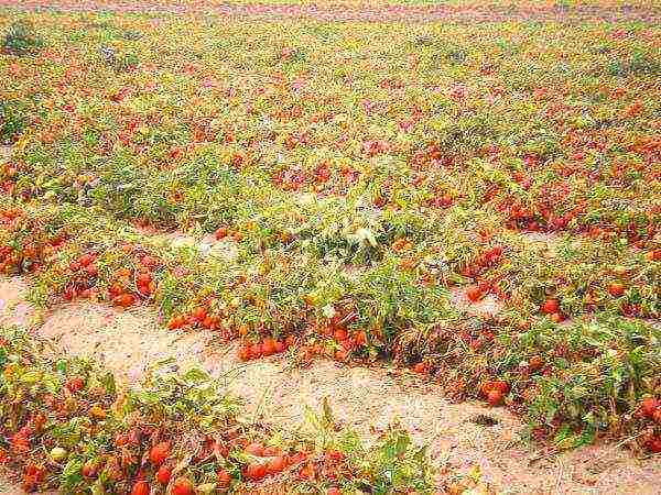 ang pinakamahusay na mga seedless tomato varieties