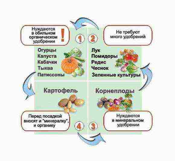 the best seedless tomato varieties