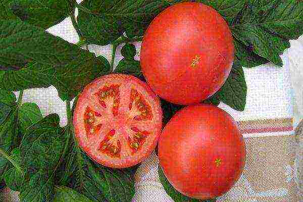 the best seedless tomato varieties