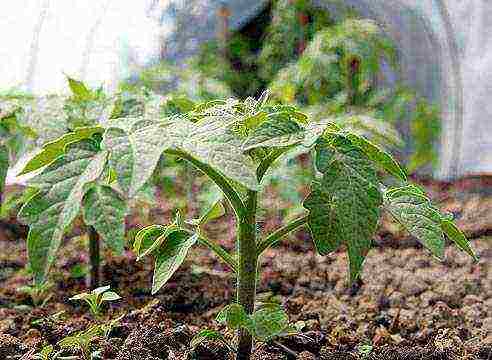 ang pinakamahusay na mga seedless tomato varieties