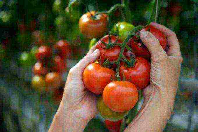 ang pinakamahusay na mga seedless tomato varieties