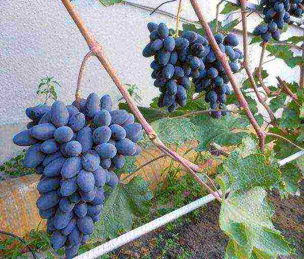 the best black grapes