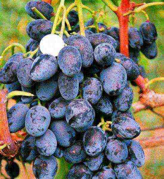 the best black grapes