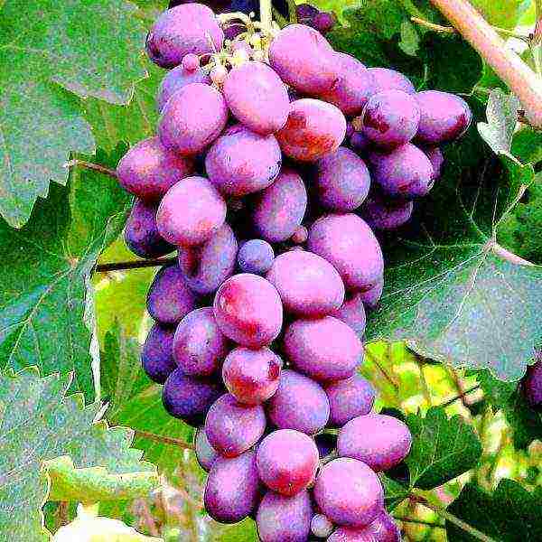 the best black grapes