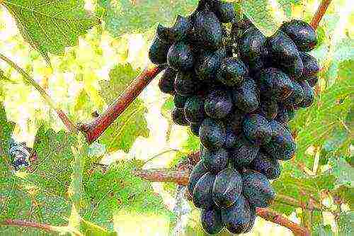 the best black grapes