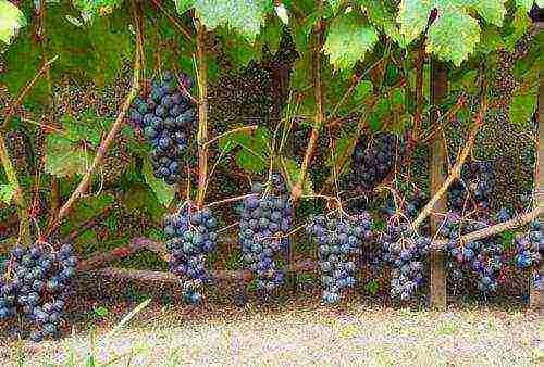 the best black grapes