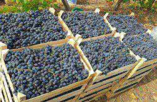 the best black grapes