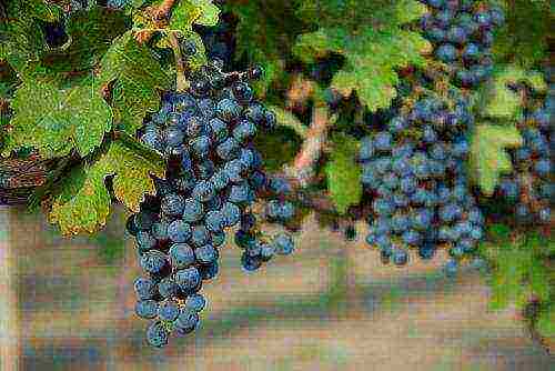 the best black grapes