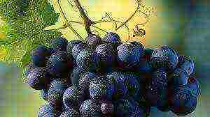 the best black grapes