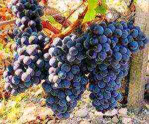 the best black grapes