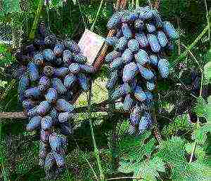 the best black grapes