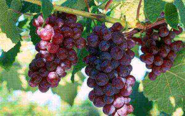 the best black grapes