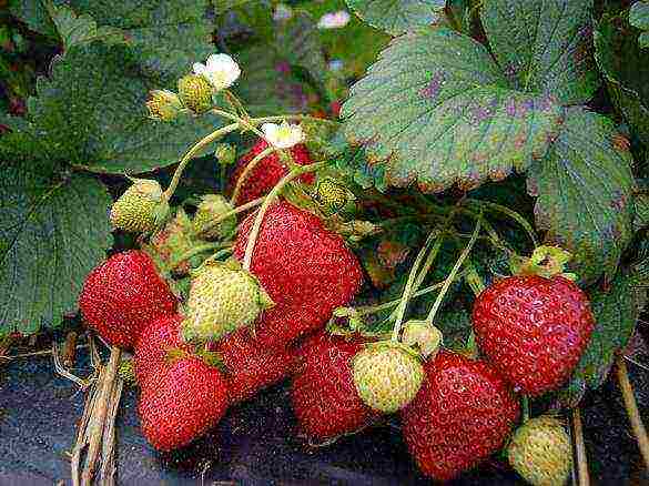 ang pinakamahusay na mga pagkakaiba-iba ng dessert ng strawberry