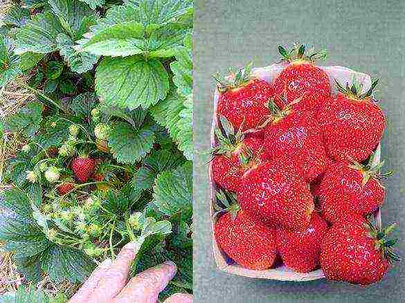 ang pinakamahusay na mga pagkakaiba-iba ng dessert ng strawberry