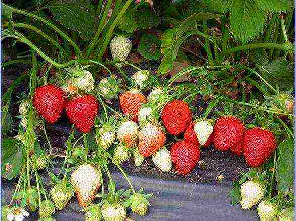 the best dessert varieties of strawberries