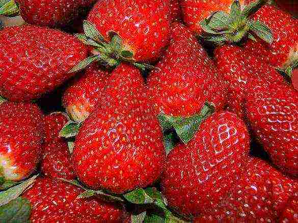 the best dessert varieties of strawberries