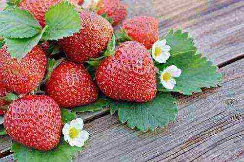 the best dessert varieties of strawberries