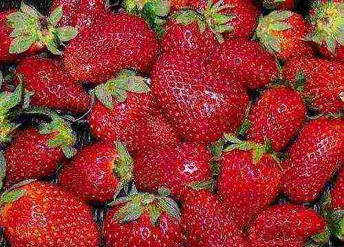 the best dessert varieties of strawberries