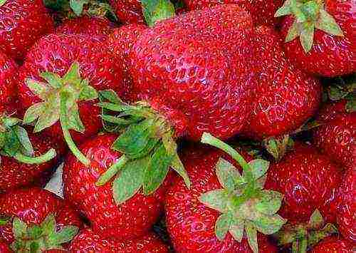 the best dessert varieties of strawberries