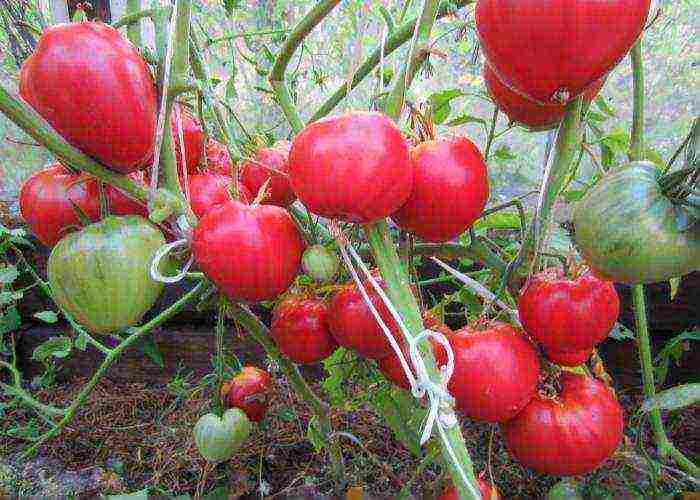 the best indeterminate tomato varieties