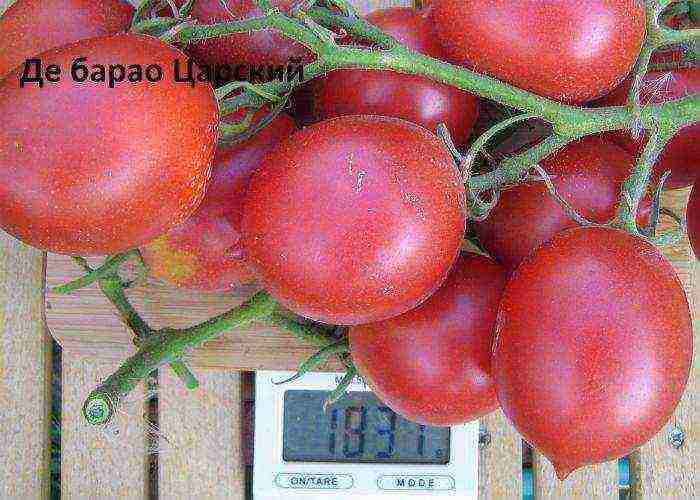najbolje neodređene sorte rajčice