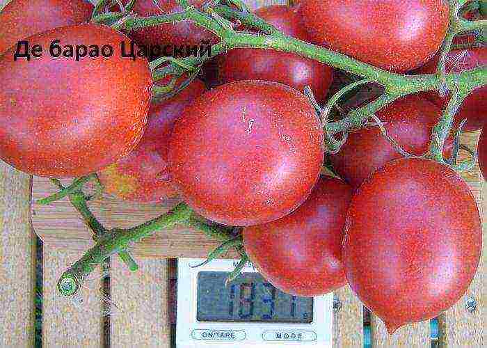 the best indeterminate tomato varieties