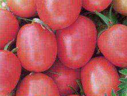 the best indeterminate tomato varieties