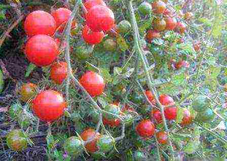 the best indeterminate tomato varieties