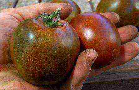 the best indeterminate tomato varieties