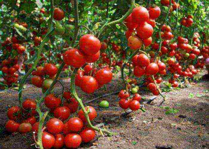 the best indeterminate tomato varieties