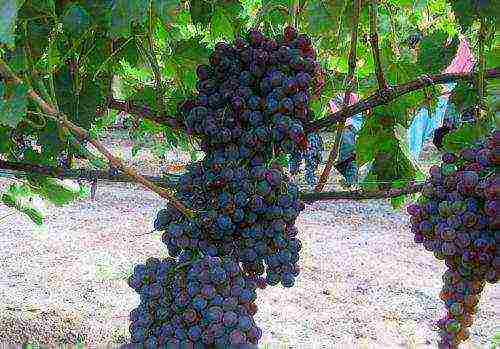 the best raisin grape varieties