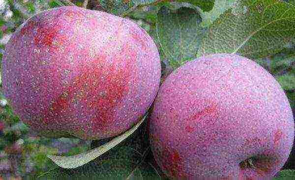 the best dwarf apple varieties