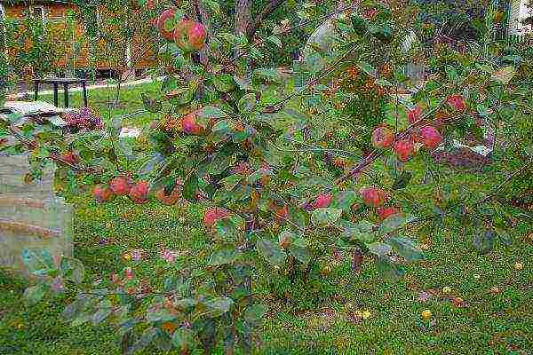 ang pinakamahusay na mga dwarf apple variety