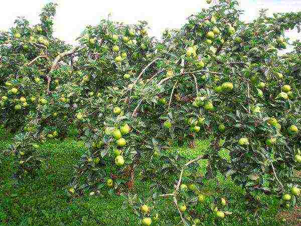 ang pinakamahusay na mga dwarf apple variety