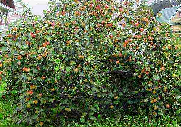 ang pinakamahusay na mga dwarf apple variety