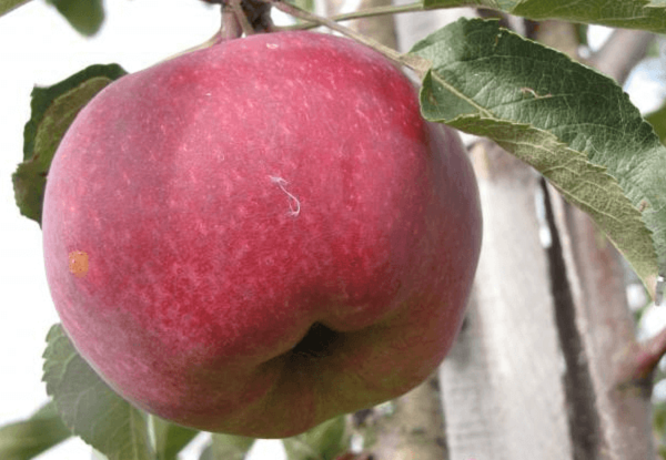 ang pinakamahusay na mga dwarf apple variety