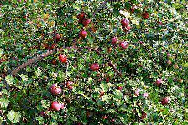 ang pinakamahusay na mga dwarf apple variety