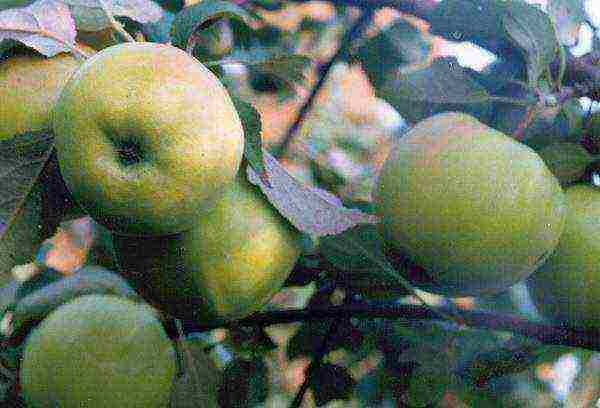 ang pinakamahusay na mga dwarf apple variety