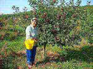 ang pinakamahusay na mga dwarf apple variety